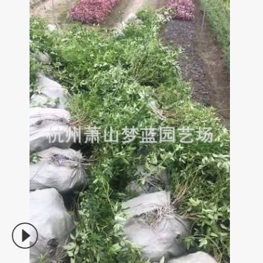 黃馨 蕭山 園林 灌木 土球好 冠幅好 地被 球類 色塊類 花藝苗圃