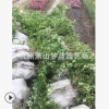 黃馨 蕭山 園林 灌木 土球好 冠幅好 地被 球類 色塊類 花藝苗圃