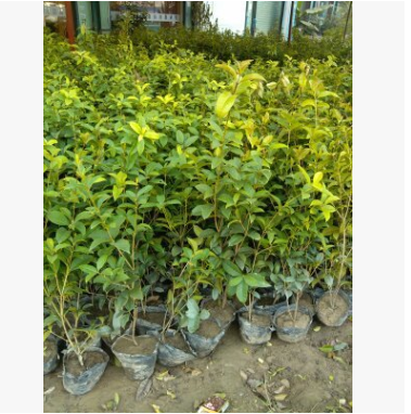 桂花，土球好 冠幅好，花灌木 地被，球類，色塊類，草花類，喬木