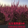 大小規(guī)格叢生紫荊 基地