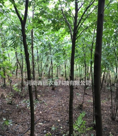 河南國槐/國槐價格/國槐報價/河南國槐市場行情