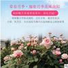 棒棒糖月季廠家直銷樹狀月季花歐洲月季庭院植物盆栽爬藤月季園藝
