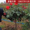 夢圓月季示范苑樹狀月季庭院別墅美化2-2.5公分樹狀月季批發