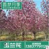 種植基地直銷樹干3-5cm粗 白玉蘭樹 庭院別墅美化小區玉蘭樹批發