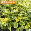 金邊假連翹袋苗 庭院小區綠化園林植物苗圃 變葉木 黃金葉袋苗