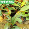 批發庭院綠化植物苗 紅背桂樹苗 芳香植物小苗 小區工程綠化苗木