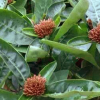 大葉仙丹 庭院小區綠化苗木 庭院花卉植物 百日紅四季開花