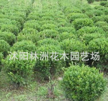 供應小葉黃楊苗 小葉黃楊苗銷售 灌叢綠化綠籬色塊苗