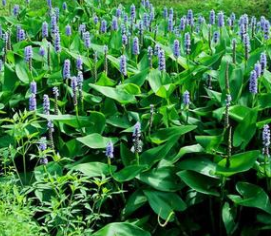 梭魚草 大量 批發 杭州蕭山 水生植 物 綠化 基地 筕菜