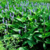 梭魚草 大量 批發 杭州蕭山 水生植 物 綠化 基地 筕菜