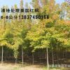 批發美國紅楓 美國紅楓價格 秋火焰樹苗