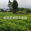 金山銀山推廣品種宜賓油樟苗大量出售