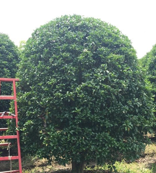 供應精品桂花 浙江長興桂花