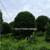 精品桂花樹/廣西桂花價格
