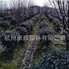 無刺構骨球P80