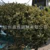 花葉女貞球(蕭山毛球,蕭山小苗.杯苗.工程用苗配送)