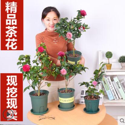山茶花樹苗盆栽帶花苞