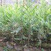 紅豆杉苗 南方紅豆杉苗 紅豆杉種子 紅豆杉苗木批發(fā)