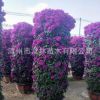 紫花三角梅柱子 紅花三角梅盆栽 簕杜鵑花柱