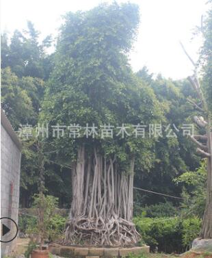 全冠精品小葉榕 大型樁頭榕樹景觀樹造型榕樹 工程綠化花園小葉榕