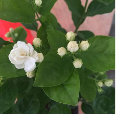 茉莉盆栽重瓣白茉莉花雙色茉莉盆栽銀絲茉莉綠植