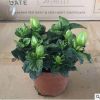 批發梔子花90#辦公室觀花植物盆栽花卉開花植物