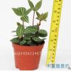 批發輪葉豆瓣綠（90）特價植物含盆吸甲醛觀葉綠植