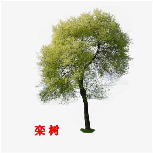 欒樹