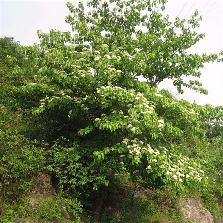 燈臺(tái)樹