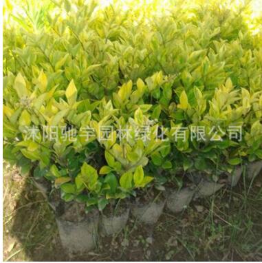 基地直銷金葉女貞小葉女貞樹苗庭院別墅綠化工程色塊用苗