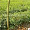 基地直銷工程綠化苗木 小葉女貞 四季常青小葉女貞小苗規格齊全