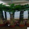 發(fā)財樹盆栽大室內(nèi)客廳辦公室四季常青植物開業(yè)招財發(fā)才樹大型綠植