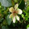 含笑花樹苗批發(fā)香蕉花濃香花卉陽臺庭院室內(nèi)辦公室盆栽濃香綠植
