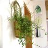 千葉吊蘭綠植盆栽室內(nèi)陽臺垂吊植物紐扣藤 鐵絲草 電線千葉蘭盆栽