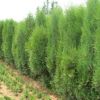 【側(cè)柏】龍柏 檜柏 側(cè)柏 市政園林 工程綠化 配貨批發(fā) 規(guī)格齊全