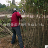 批發(fā)高桿女貞 大葉女貞 工程綠化喬木 大葉女貞量大價優(yōu)