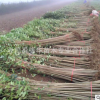 批發(fā)工程綠化苗 大葉女貞樹 盆栽庭院 園林綠化 行道樹 規(guī)格齊全