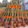 截桿香樟 綠化香樟 常青常綠喬木 氣味芬芳 耐旱耐寒適合河南地區(qū)