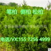 售河南檜柏 圓柏樹 檜柏價格 潢川檜柏 鄢陵檜柏 移植成活率高