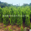 售柏樹 文武柏 湖南松柏 河南蜀檜樹 公墓用柏樹 四季常綠