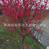 綠化苗木基地 批發行道綠化樹苗 紅葉碧桃 紫葉碧桃苗木規格齊全