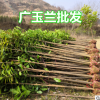 批發湖北廣玉蘭苗 廣玉蘭小樹 廣玉蘭價格 四季常綠 生長快