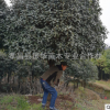 批發(fā)湖南桂花 長沙桂花價格 占地桂化 精品桂花銷售 冠幅飽滿