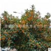批發(fā)河南桂花 嫣陵桂花價格 潢川桂花樹苗 適合北方地區(qū)常綠喬木