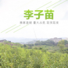 脆紅李 蜂糖李 青脆李 李子苗2019年新產品樹苗