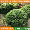 現貨供應龍柏球龍柏苗園林綠化叢生龍柏行道點綴美化龍柏球多規(guī)格