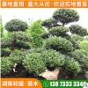 基地直供造型蚊母園林綠化造型蚊母樹樁別墅常綠景觀蚊母樹