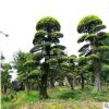 供造型榆樹公園景觀造型榔榆 金葉榆樹 別墅綠化榆樹樁榔榆樁