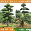苗圃直供造型榆樹造型榔榆園林綠化藝術榆樹樹樁四季常青金葉榆樹