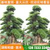 造型金森女貞批發(fā)工程綠化金森女貞造型女貞別墅景觀金森女貞樹樁
